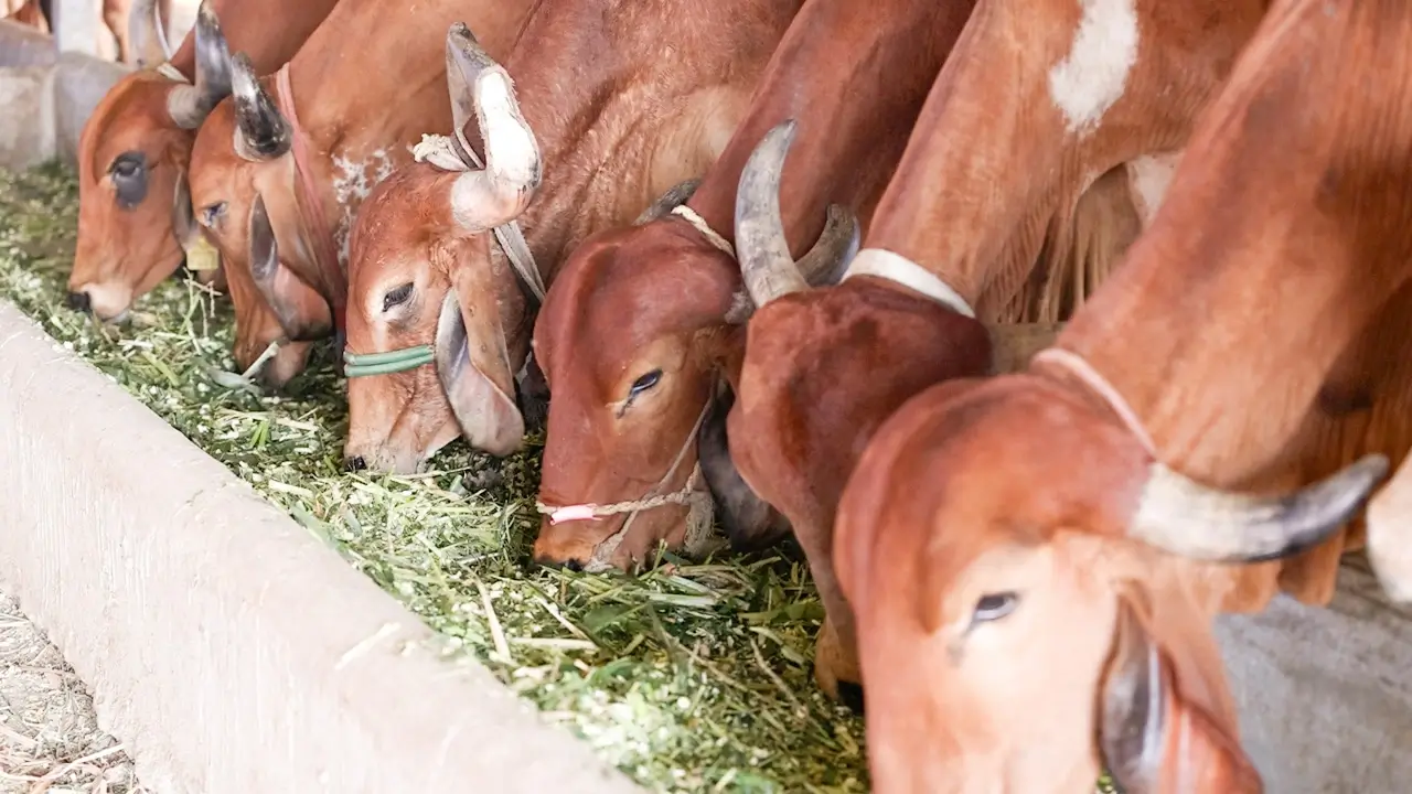 Gau Seva & Protection